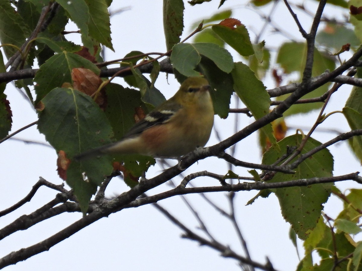 Bay-breasted Warbler - ML641039946