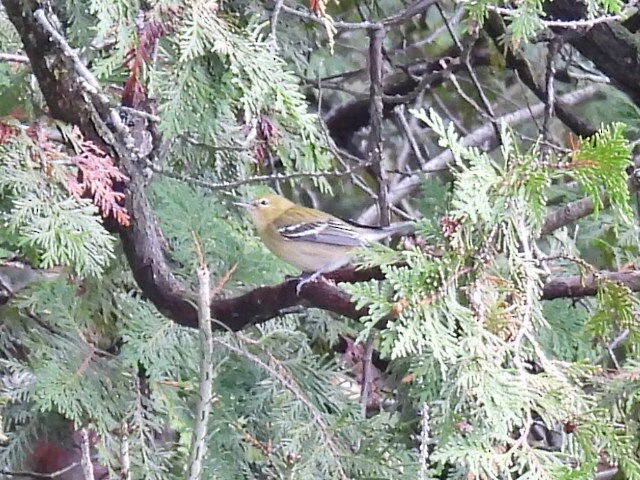 Bay-breasted Warbler - ML641039948