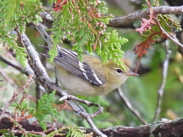 Bay-breasted Warbler - ML641039949