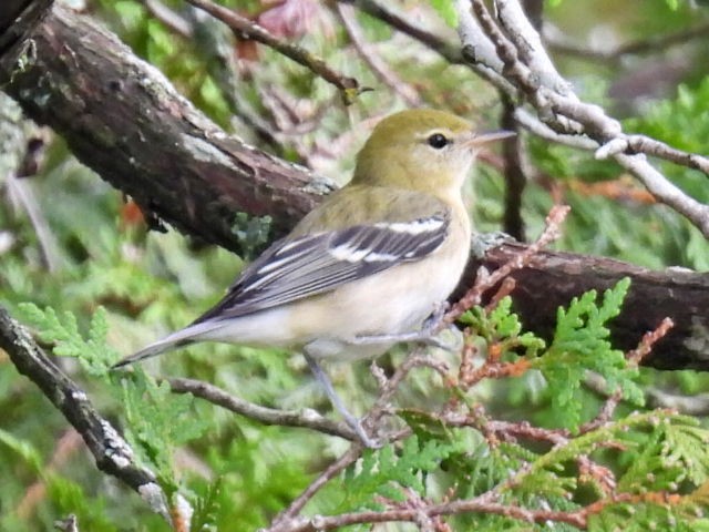 Bay-breasted Warbler - ML641039950