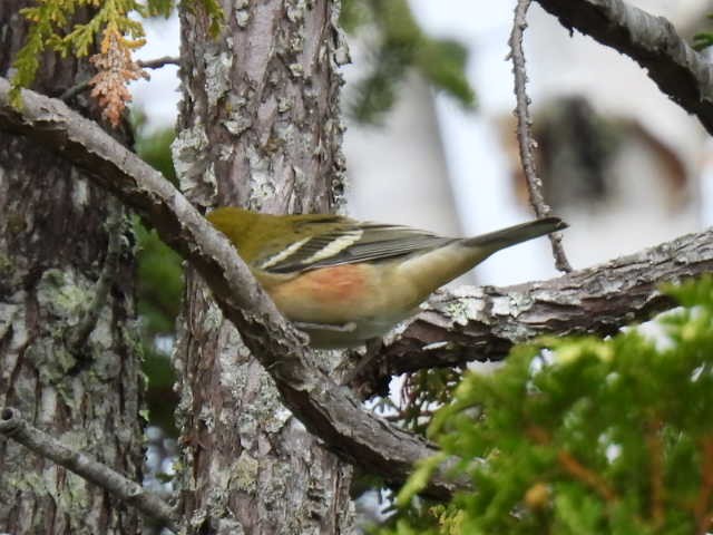 Bay-breasted Warbler - ML641039951