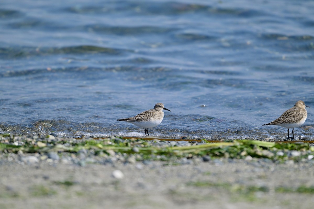 Baird's Sandpiper - ML641039986