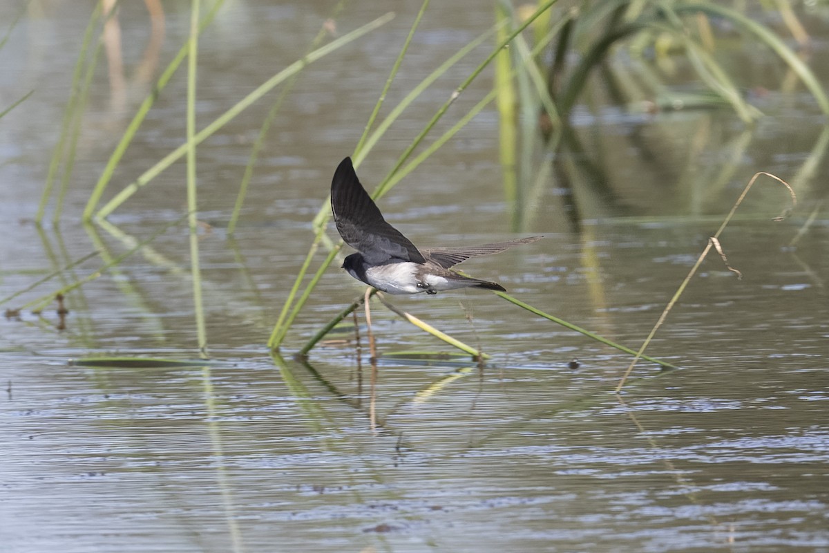 Banded Martin - ML641040001