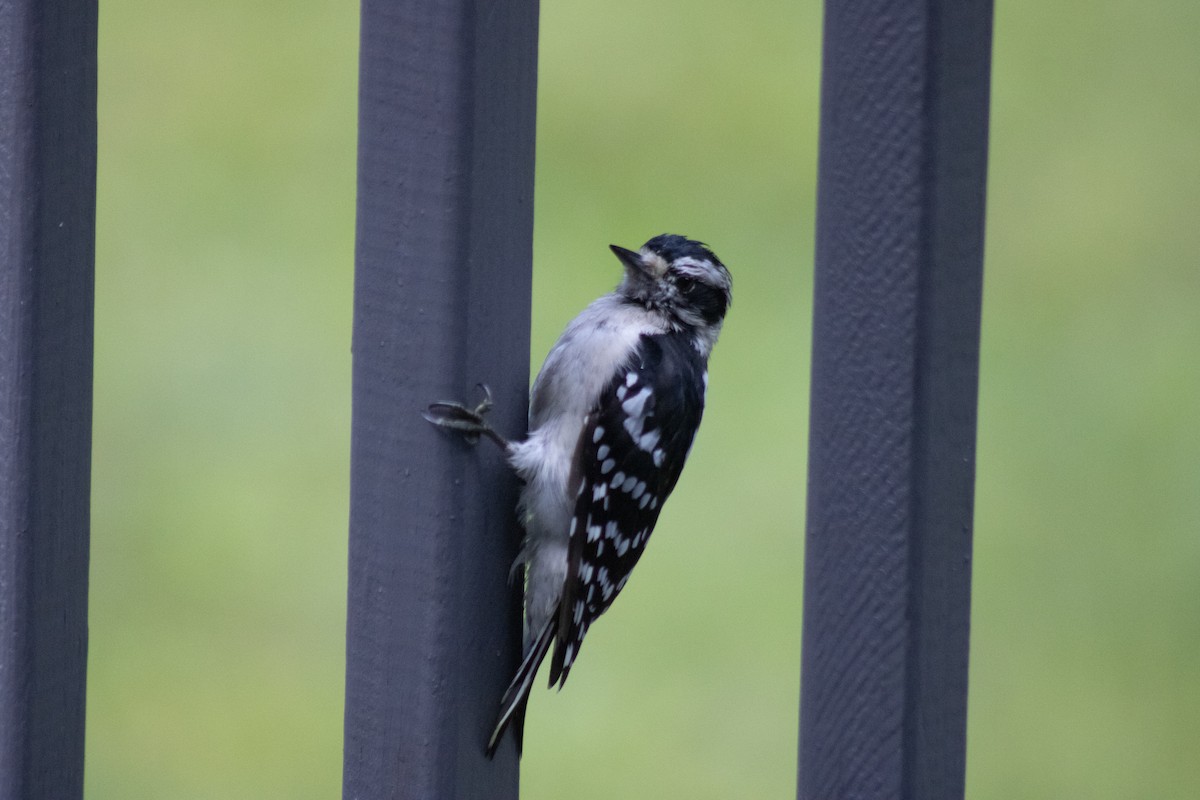 Downy Woodpecker - ML641040046