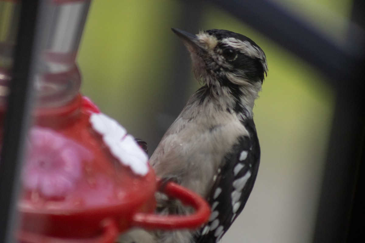 Downy Woodpecker - ML641040047