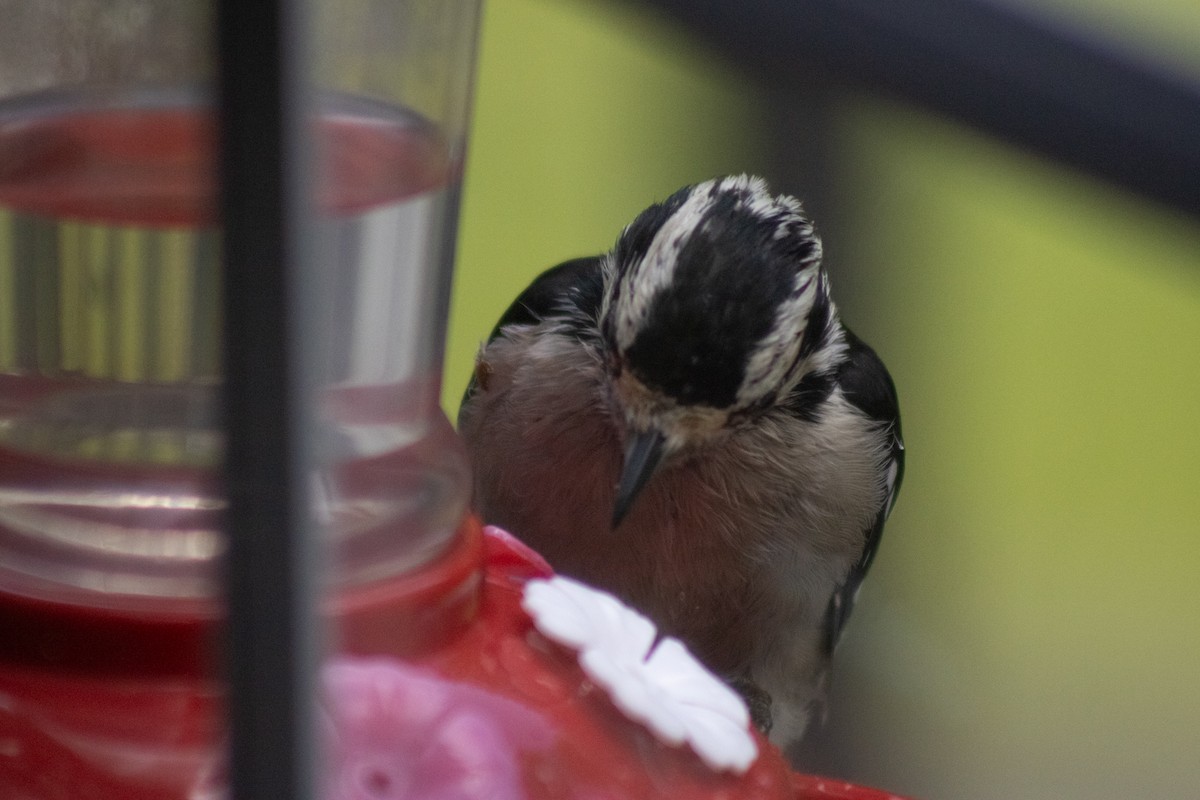 Downy Woodpecker - ML641040049