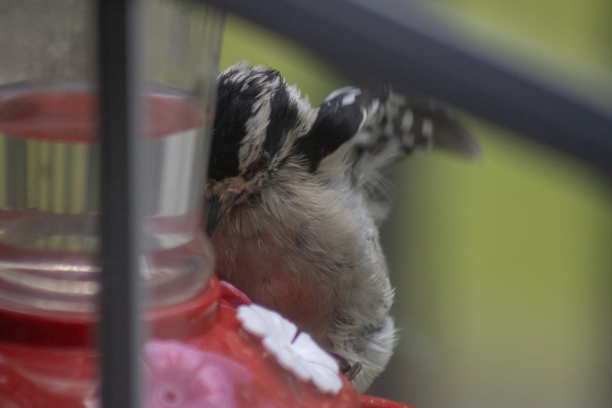 Downy Woodpecker - ML641040050