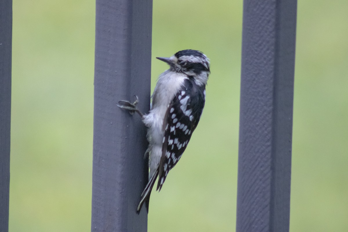 Downy Woodpecker - ML641040052