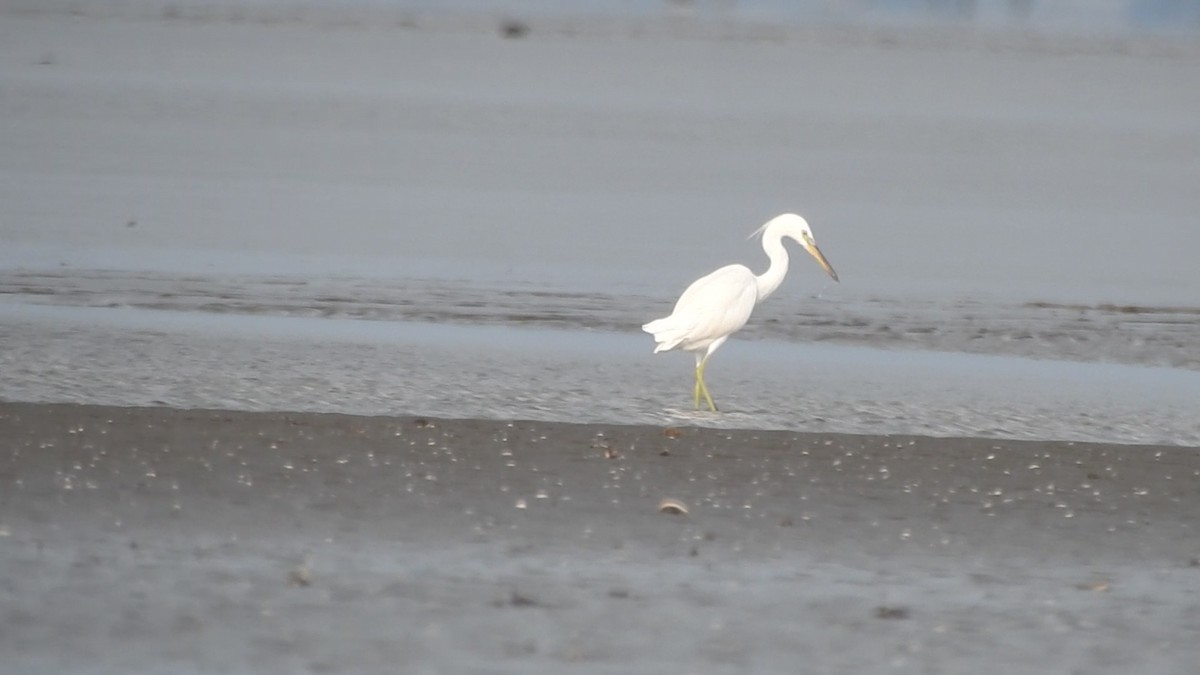 Chinese Egret - ML641040076