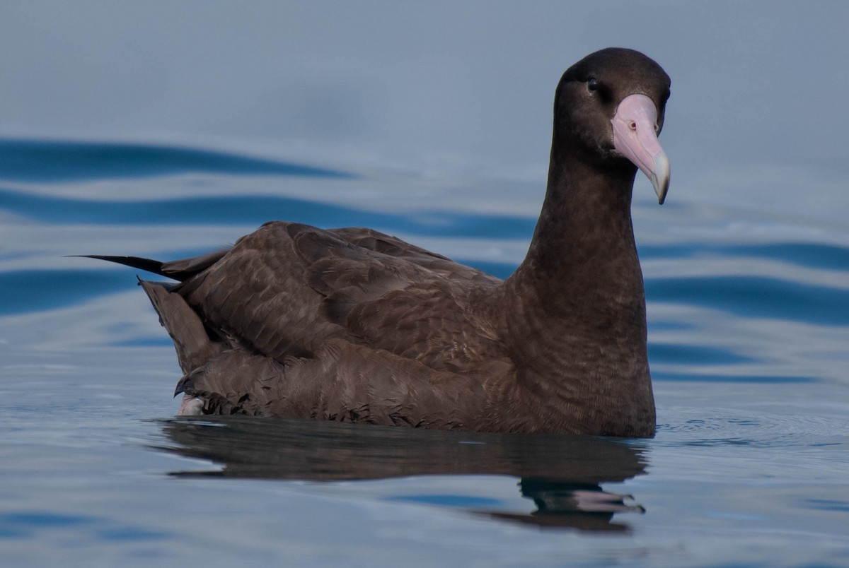 Short-tailed Albatross - ML641040077