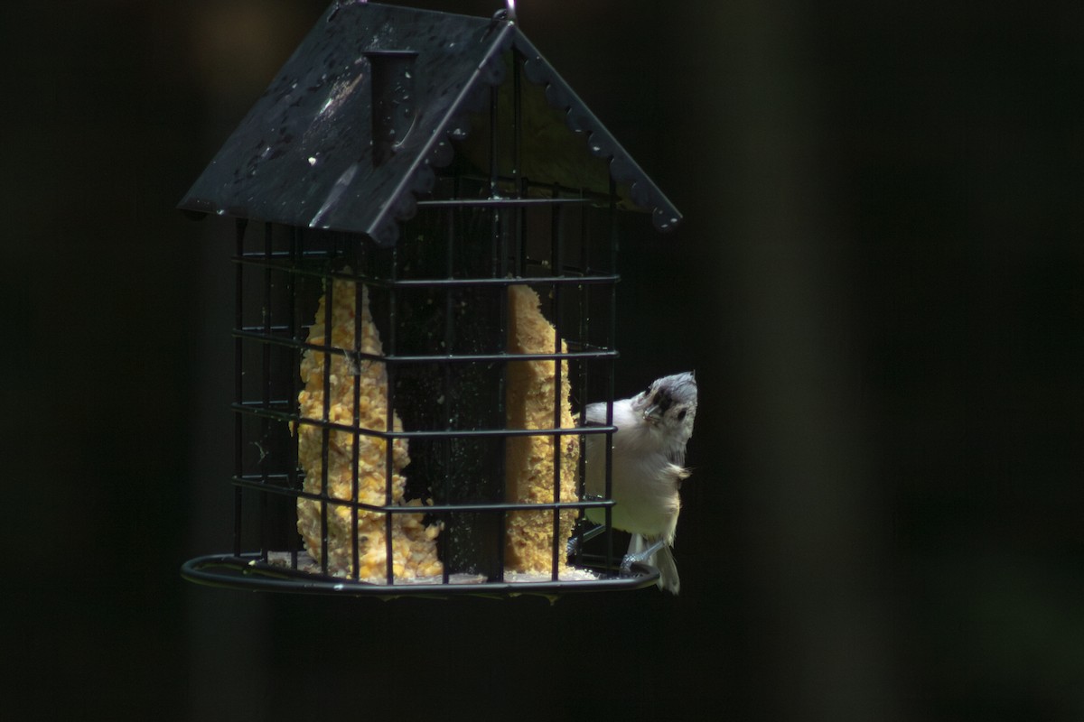 Tufted Titmouse - ML641040078