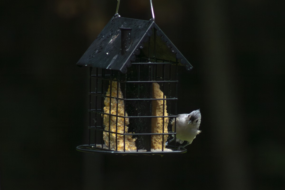 Tufted Titmouse - ML641040079