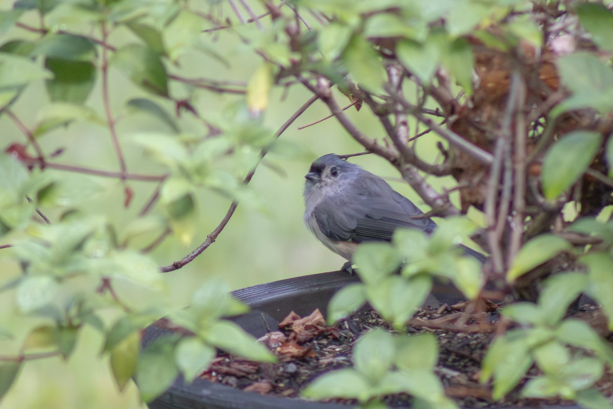 Tufted Titmouse - ML641040080