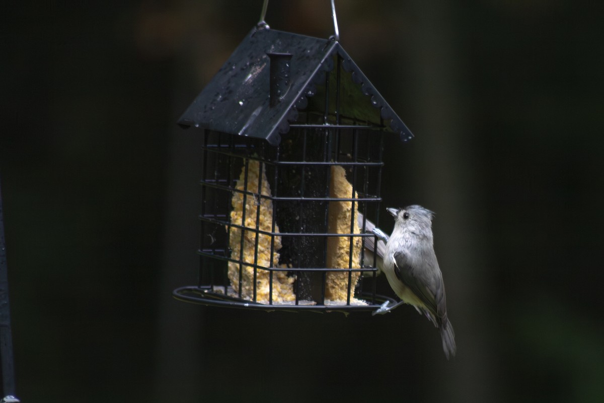 Tufted Titmouse - ML641040081
