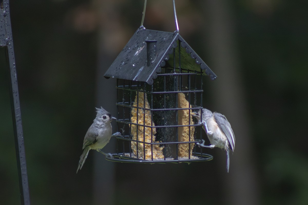 Tufted Titmouse - ML641040082