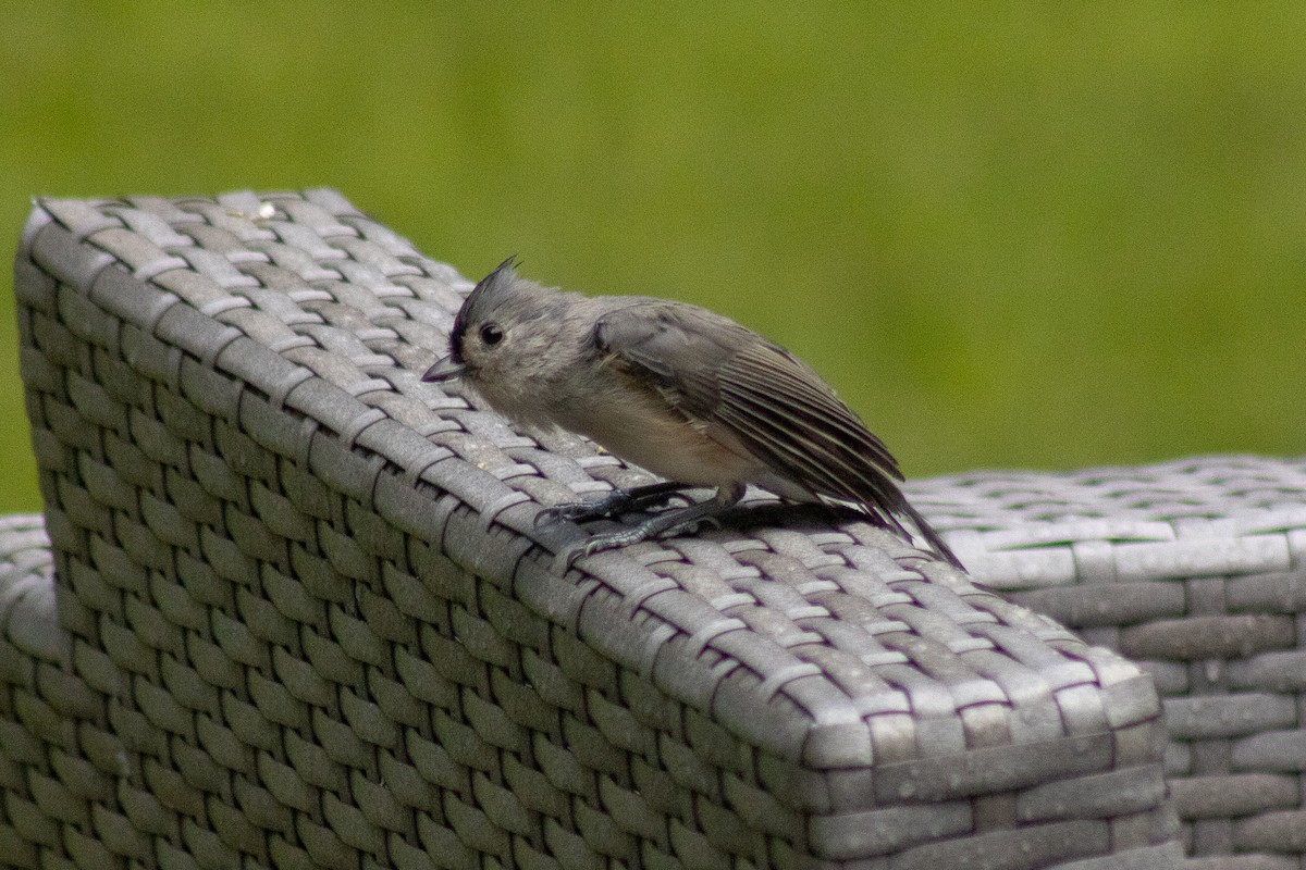 Tufted Titmouse - ML641040083