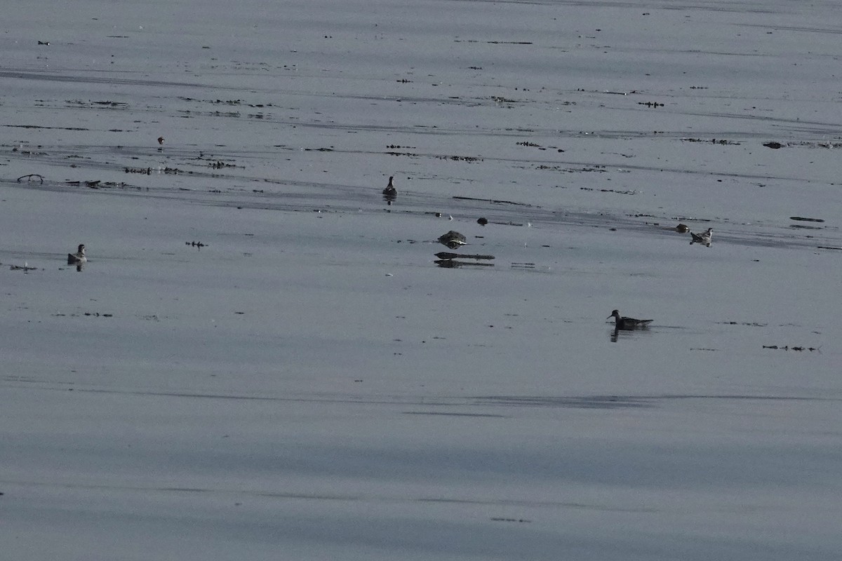 Red-necked Phalarope - ML641040084