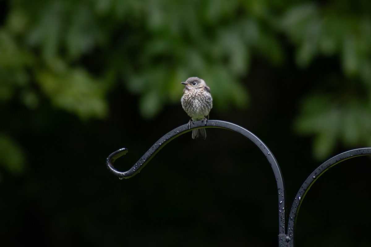 Eastern Bluebird - ML641040086