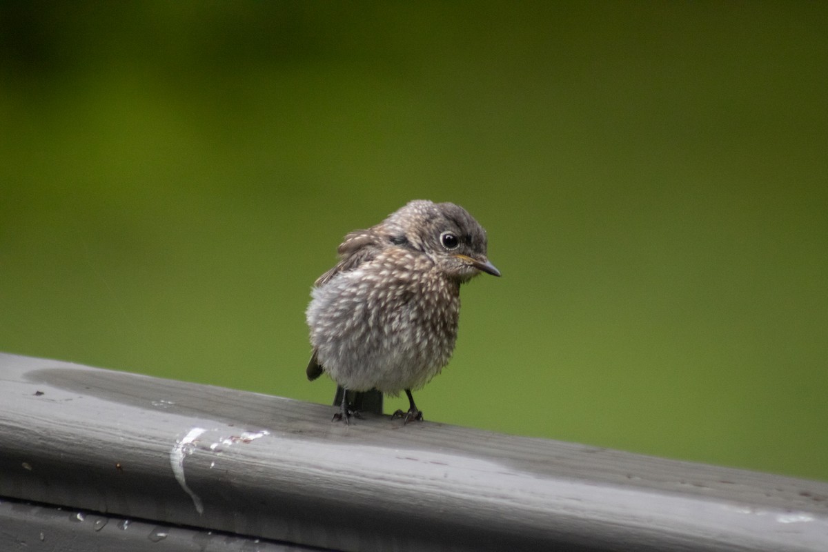 Eastern Bluebird - ML641040087