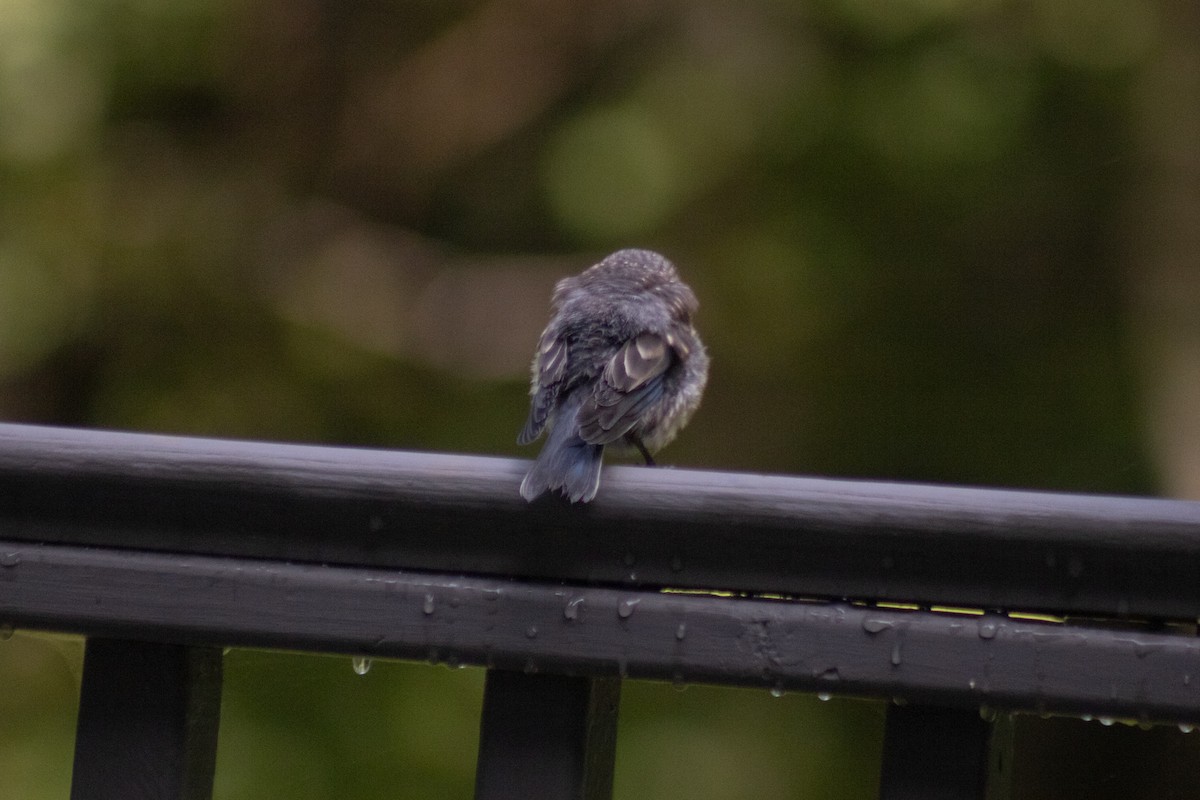 Eastern Bluebird - ML641040088