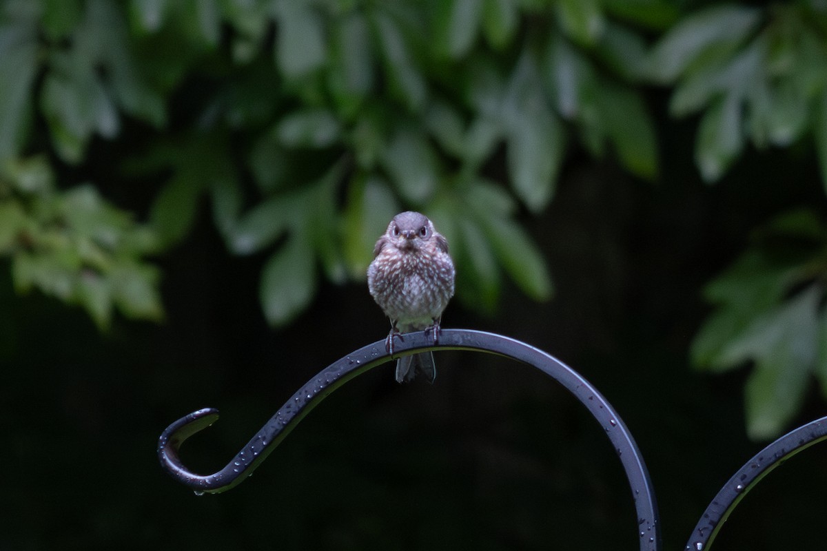 Eastern Bluebird - ML641040089
