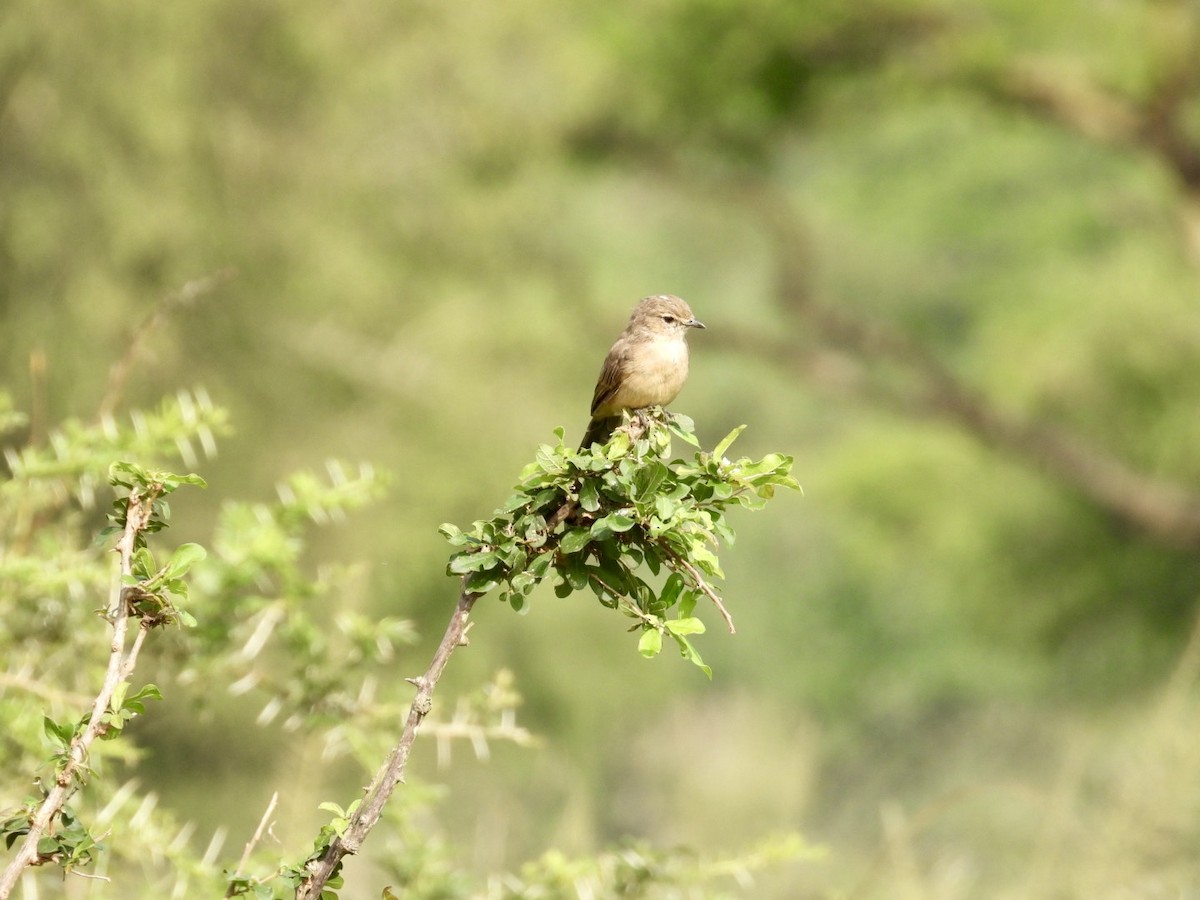 Pale Flycatcher - ML641040090