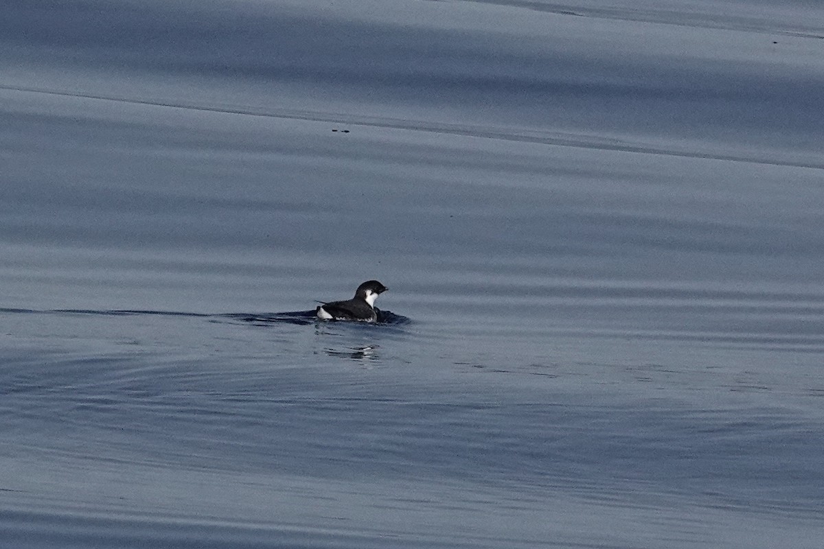 Ancient Murrelet - ML641040106