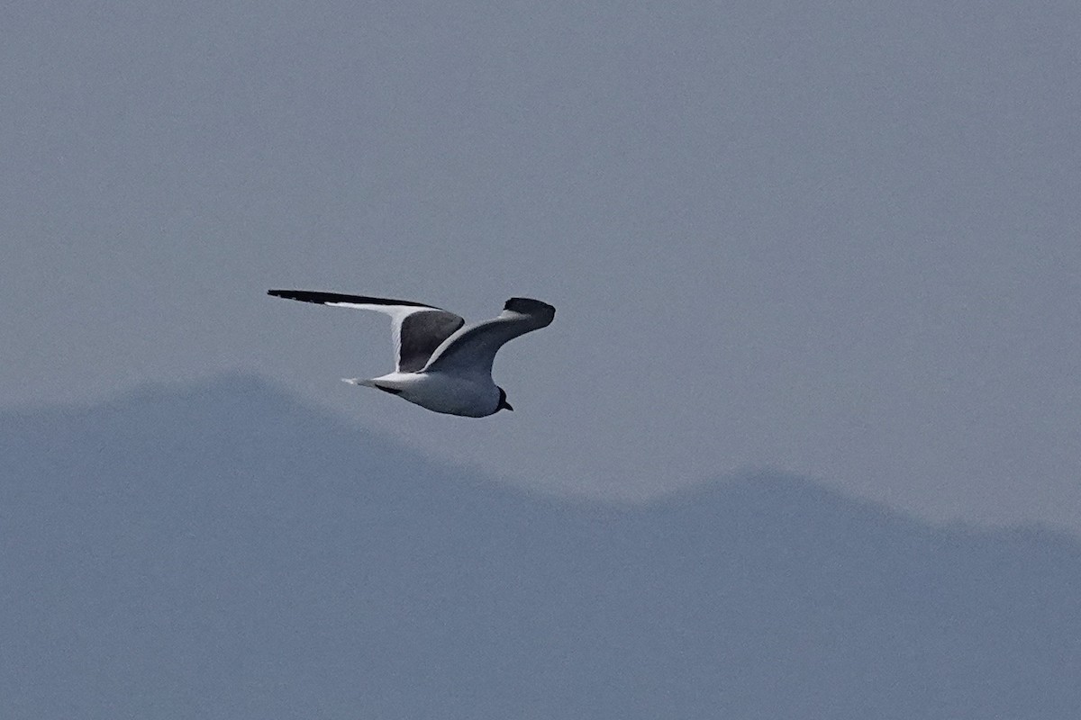 Sabine's Gull - ML641040119