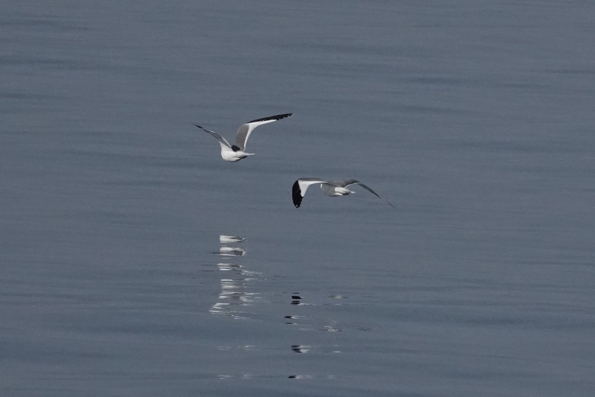 Sabine's Gull - ML641040120