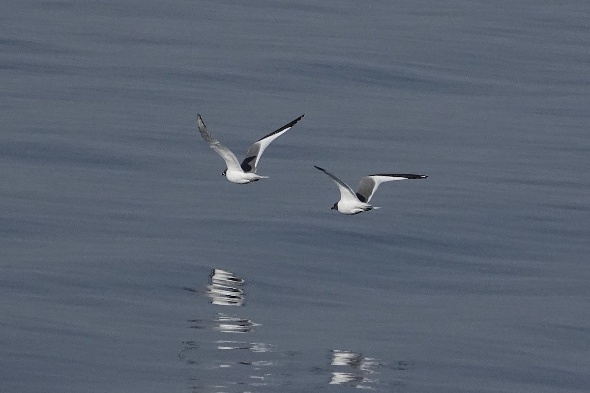 Sabine's Gull - ML641040121