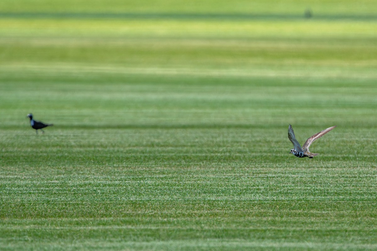 American Golden-Plover - ML641040140