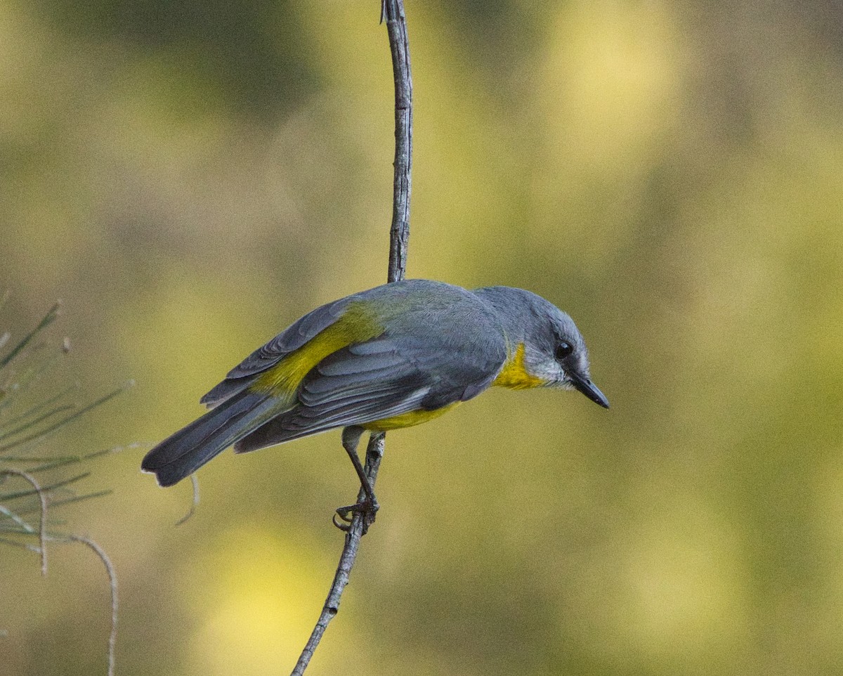Eastern Yellow Robin - ML641040145