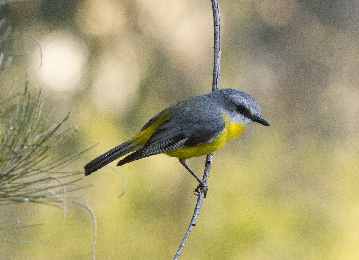 Eastern Yellow Robin - ML641040146