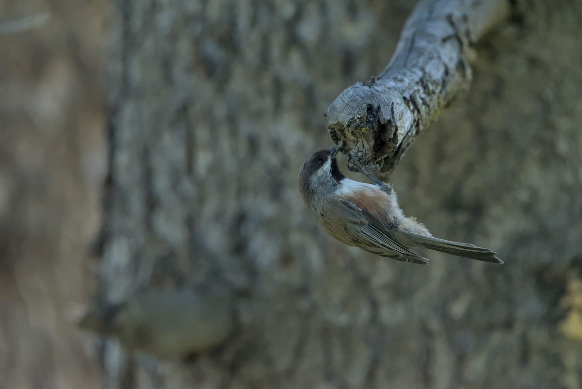 Mésange à tête brune - ML641040156
