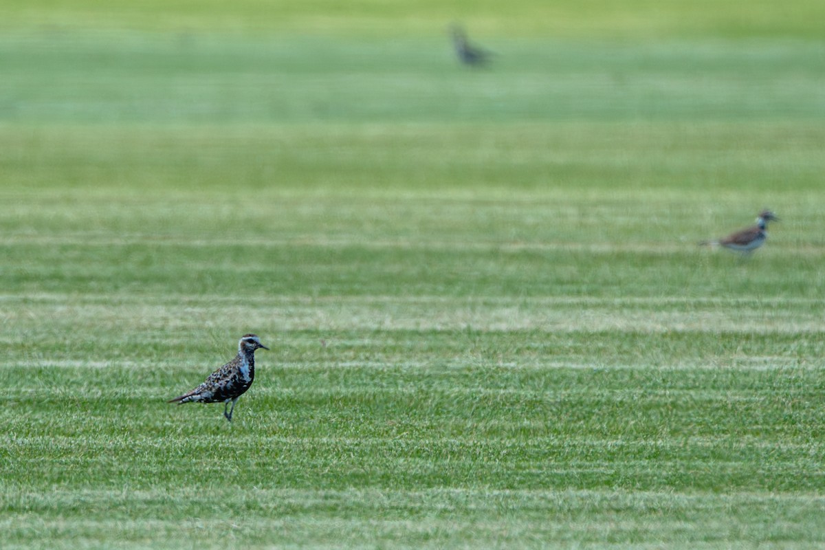 American Golden-Plover - ML641040157