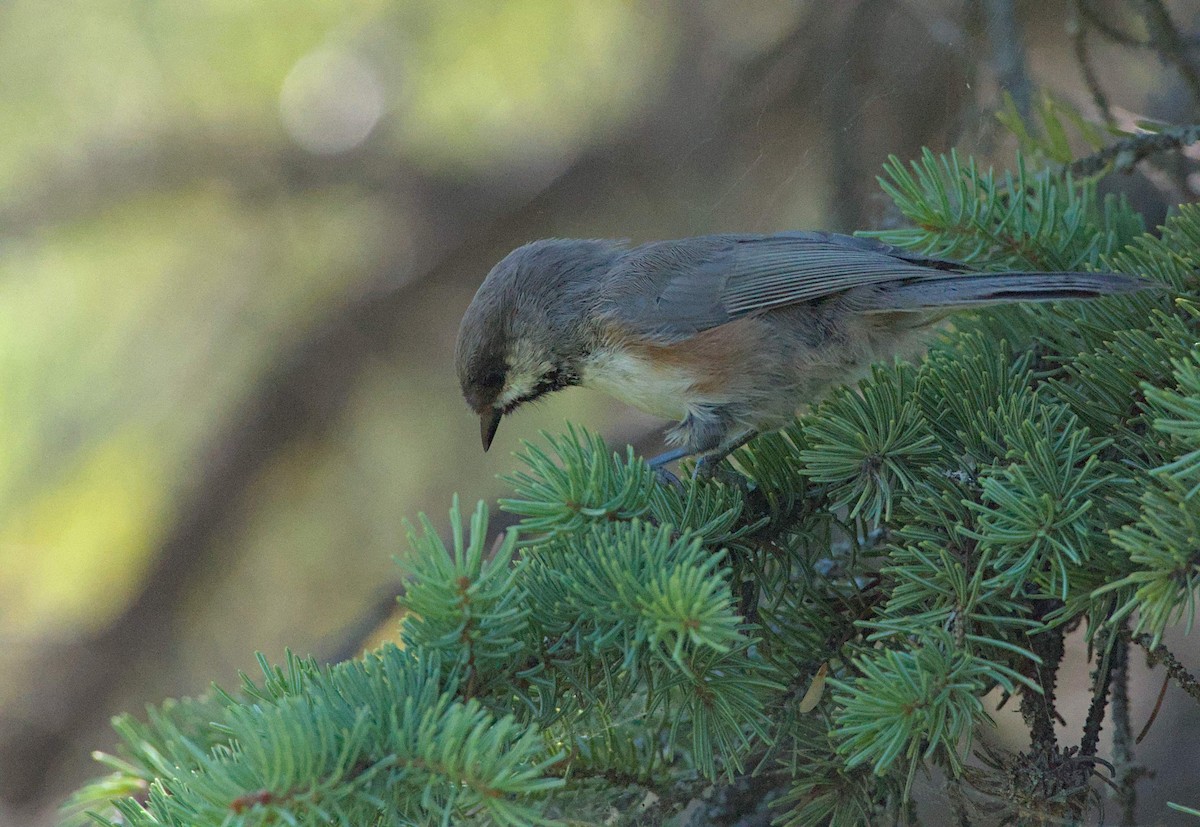 Mésange à tête brune - ML641040175