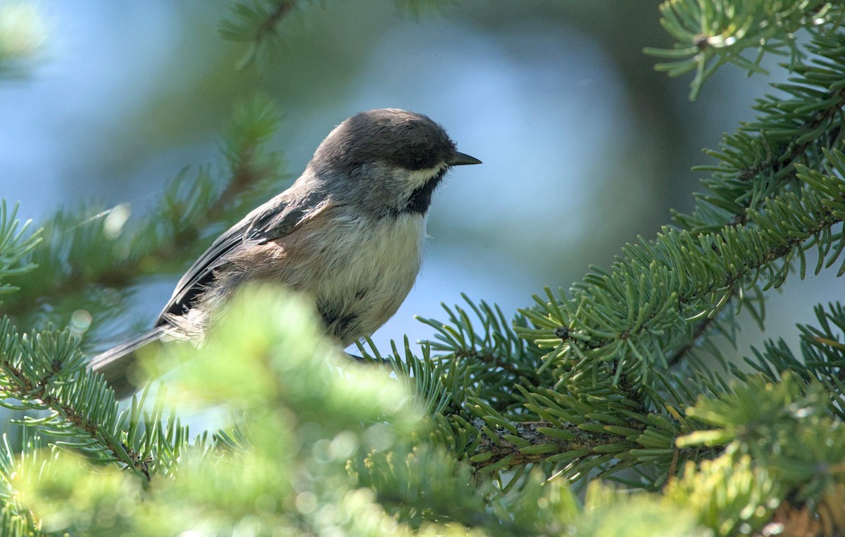 Mésange à tête brune - ML641040176
