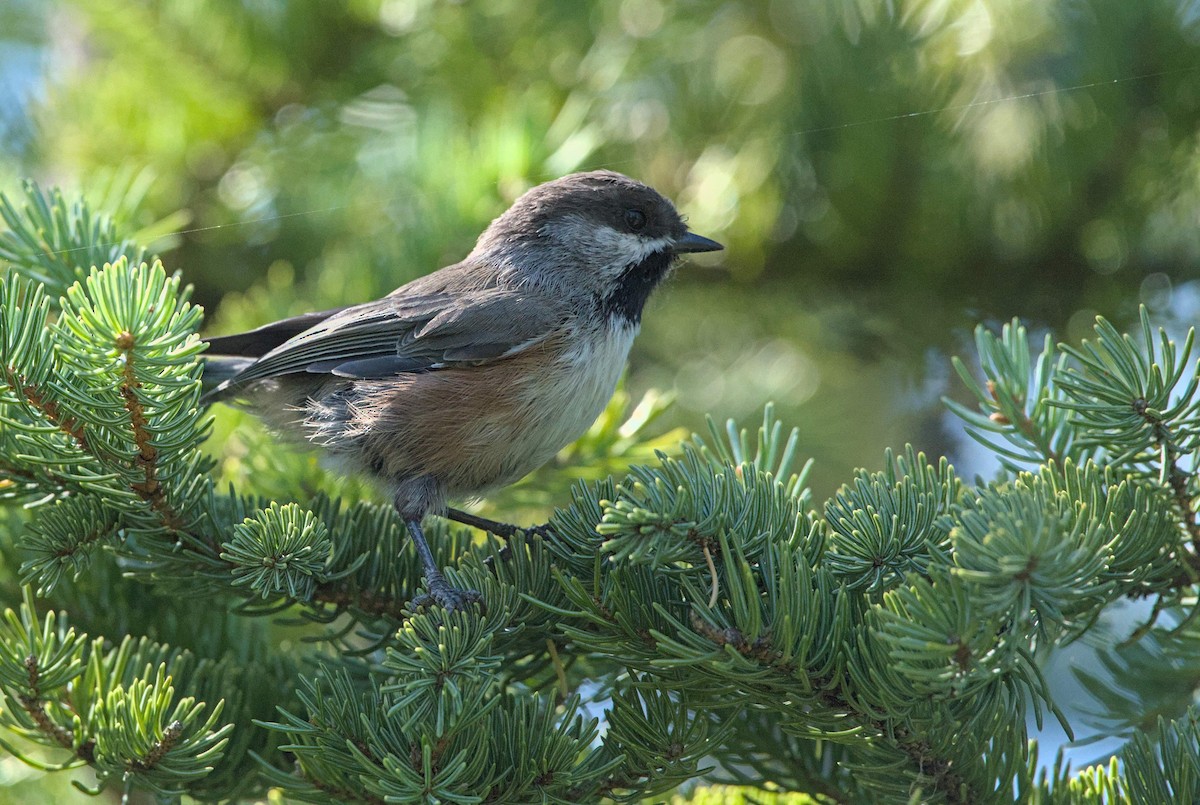 Mésange à tête brune - ML641040177