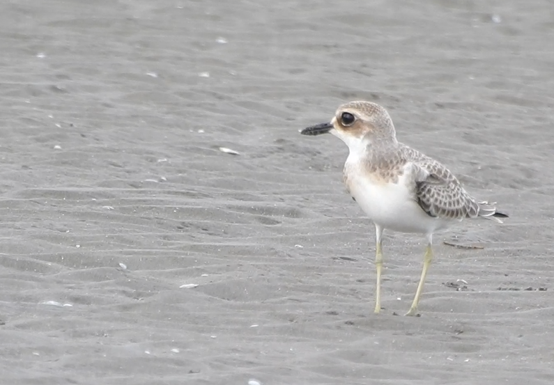 Greater Sand-Plover - ML641040181