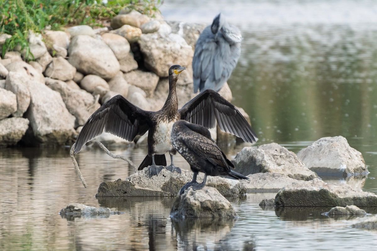 Great Cormorant - ML641040192