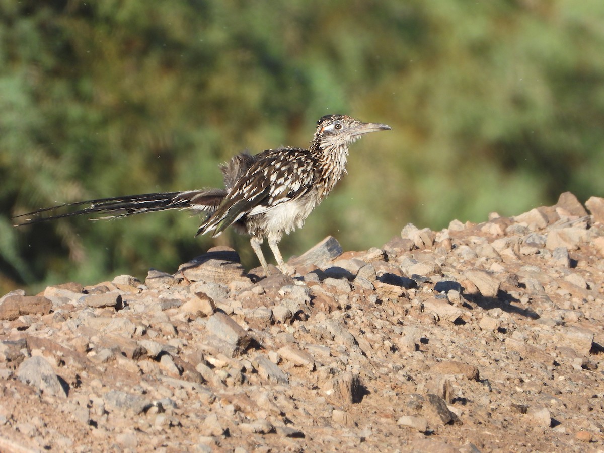 Greater Roadrunner - ML641040195