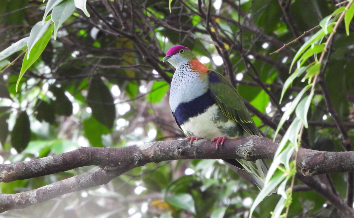 Superb Fruit-Dove - ML641040214