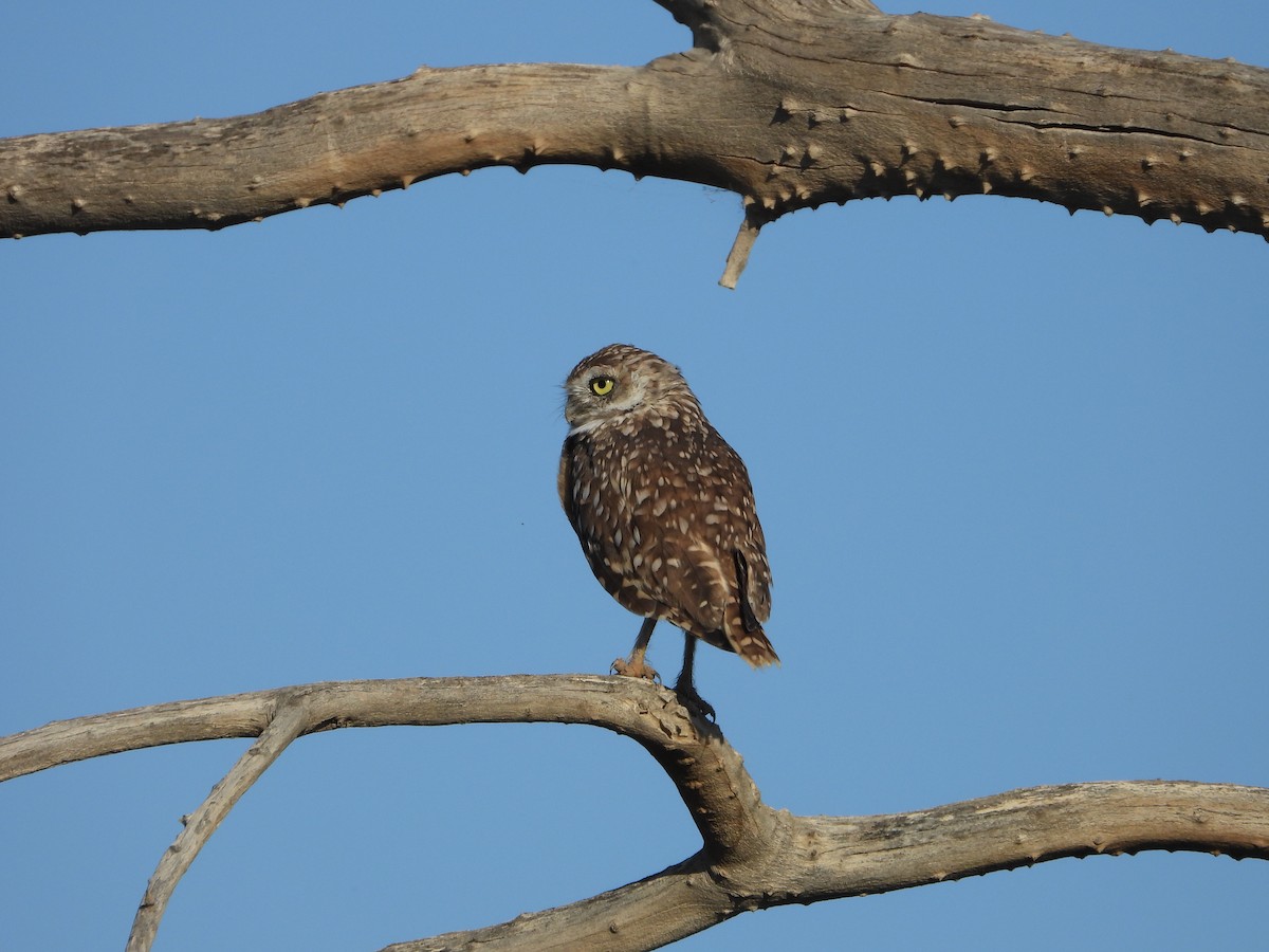 Burrowing Owl - ML641040216