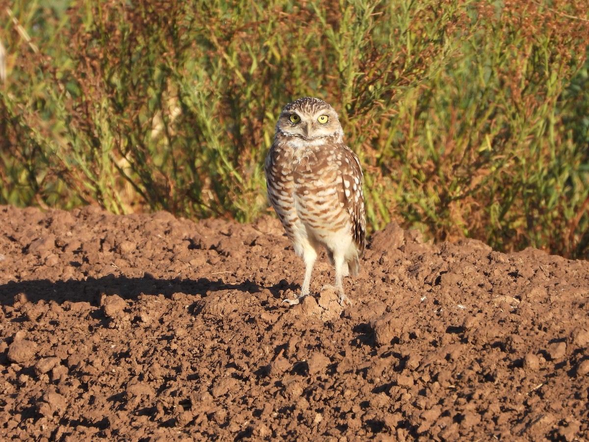 Burrowing Owl - ML641040217