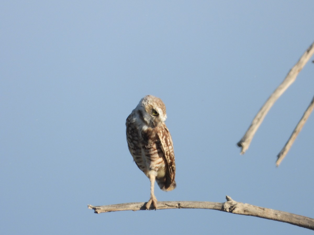 Burrowing Owl - ML641040218