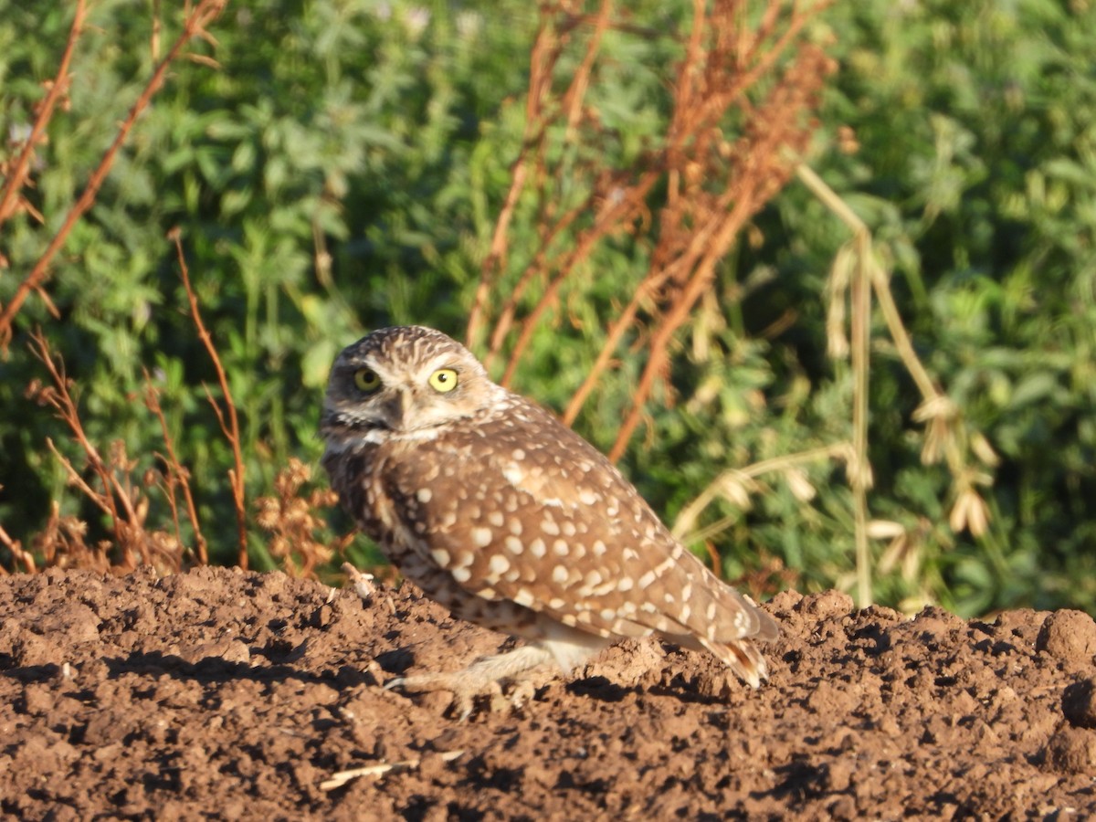 Burrowing Owl - ML641040219
