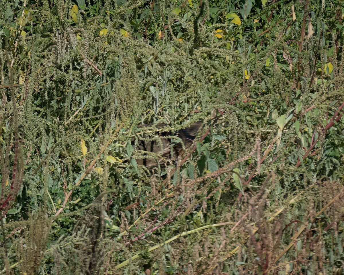 American Bittern - ML641040220