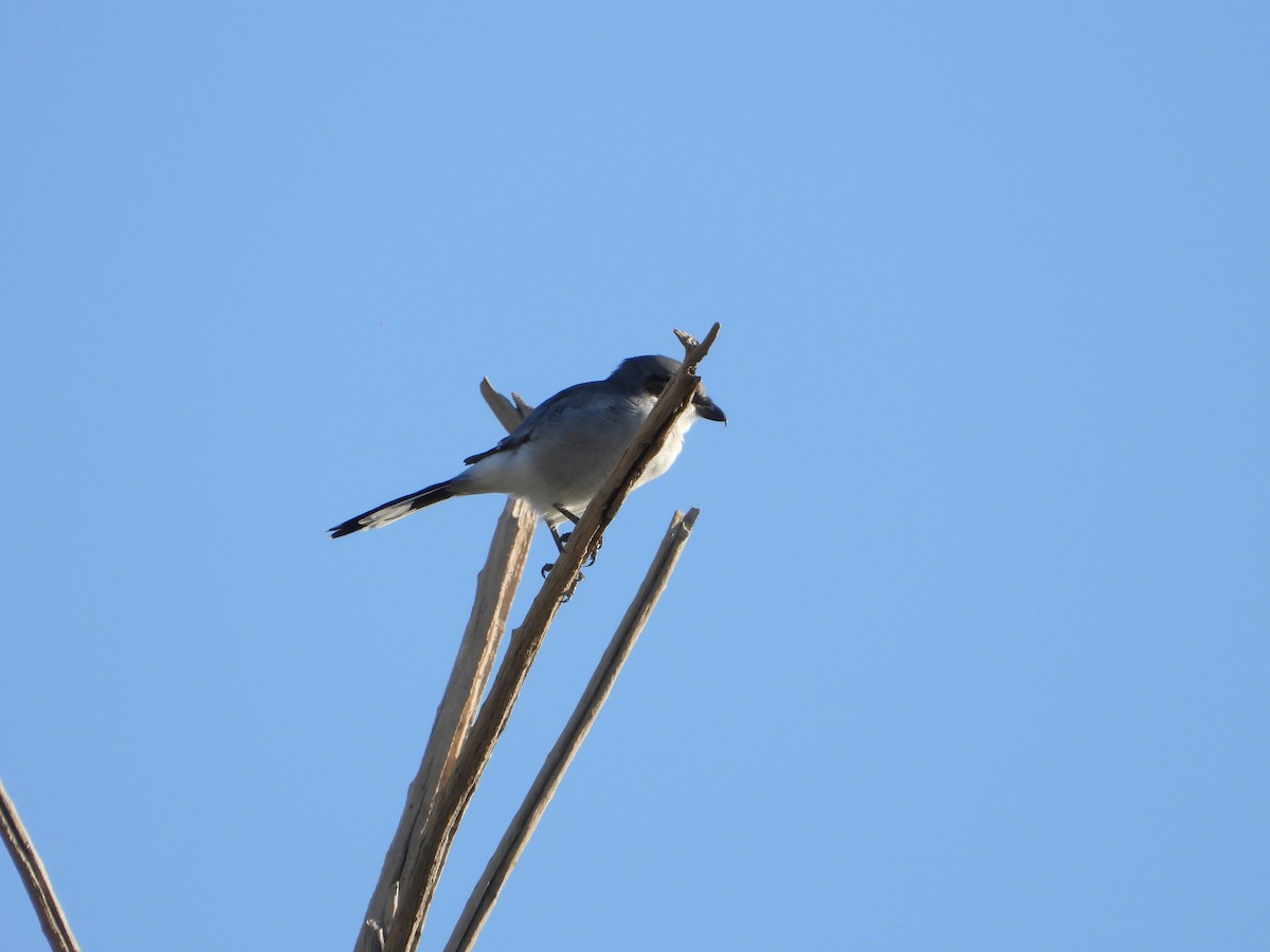 Loggerhead Shrike - ML641040225