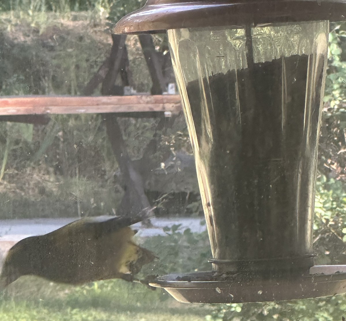 Evening Grosbeak - ML641040226