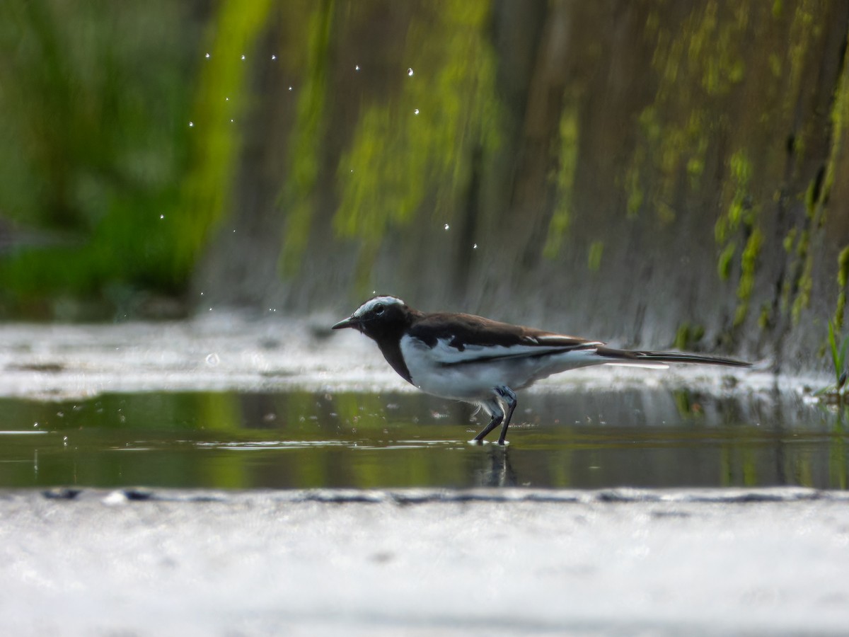 White-browed Wagtail - ML641040234